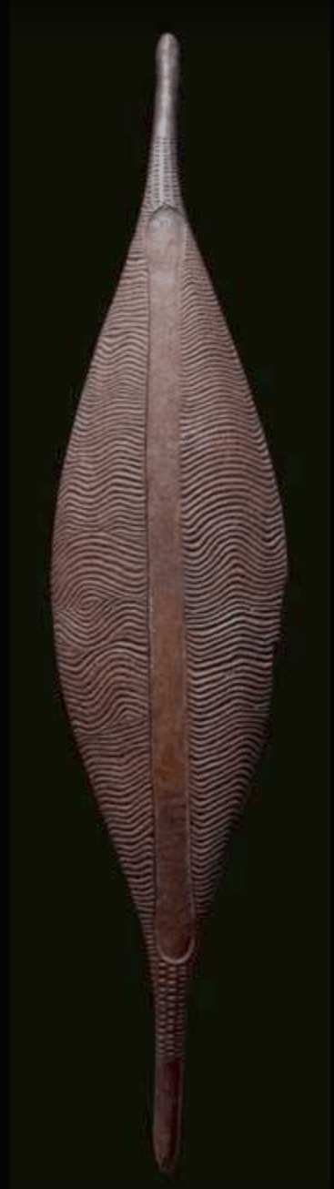 Aboriginal broad shield